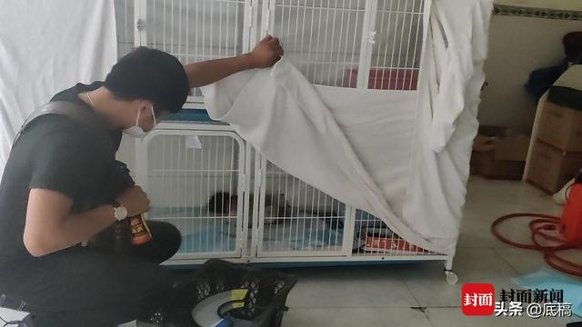 “宠物盲盒”处理结果：两家涉事企业分别被罚3万、5万