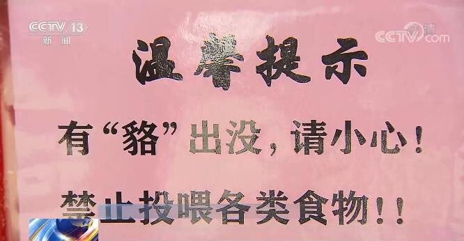 如何才能“貉”谐共处？“不请自来”的野生貉频频现身居民区