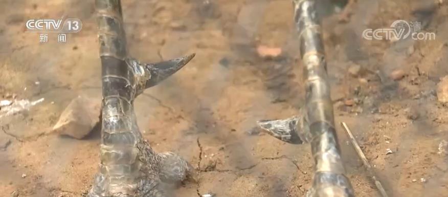 生物多样性 | 我国实施“绿孔雀人工增殖实验项目” 项目取得实质性进展