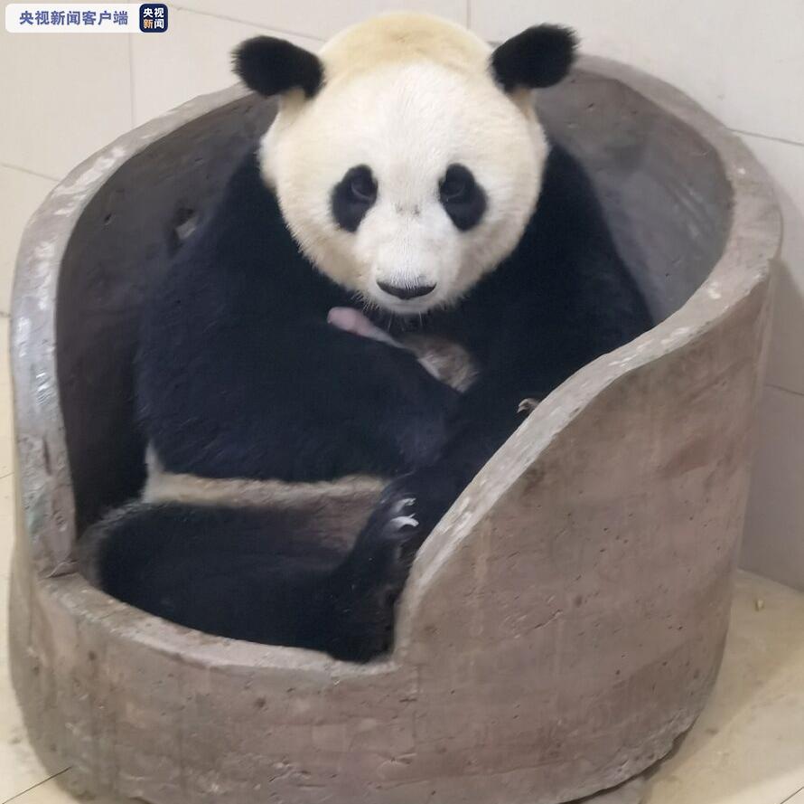 又生了！大熊猫“平平”“乔伊”同日产崽 都是双胞胎！