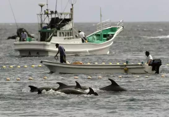尽管批评声不断 日本“海豚湾”再度开启捕猎季