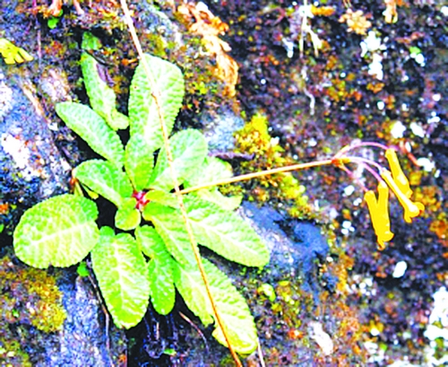 云南20余种极小种群野生植物脱离灭绝威胁