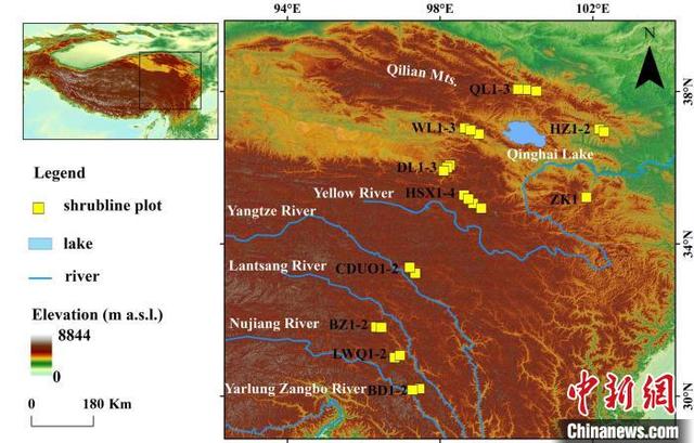 80年爬升59.3米 青藏高原柳属高山灌木线也登山攀高