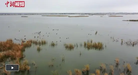 大批鸬鹚在河北衡水湖“安家落户”