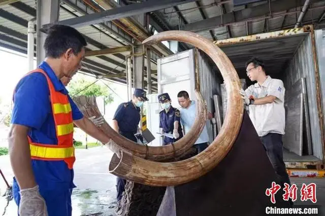 陈嘉庚后人向厦门华侨博物院捐赠43件百年文物
